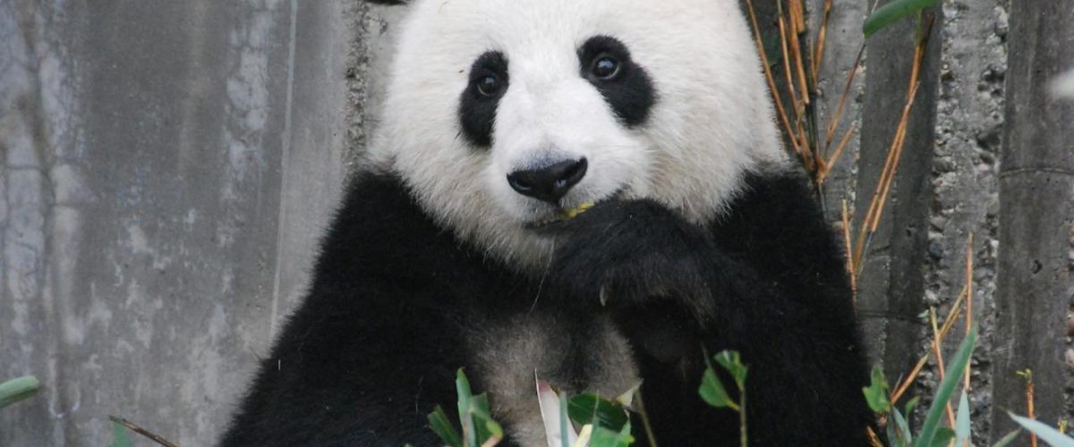 climate change India wildlife 2026 - Environment news