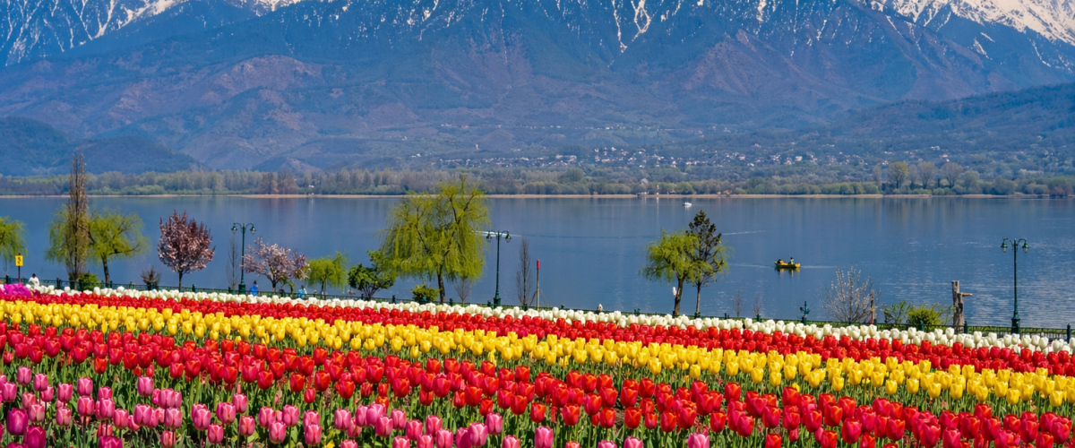 Kashmir Tulip Garden with snow-capped mountains and colorful tulip fields