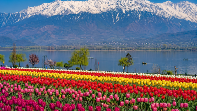 Kashmir Tulip Garden with snow-capped mountains and colorful tulip fields