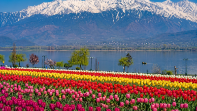 Kashmir Tulip Garden with snow-capped mountains and colorful tulip fields