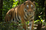 Bengal tiger in forest as India prepares first cross-border translocation to Cambodia